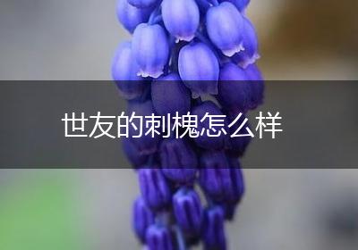 世友的刺槐怎么样