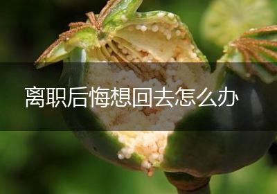 离职后悔想回去怎么办
