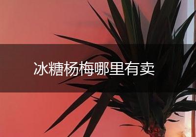 冰糖杨梅哪里有卖