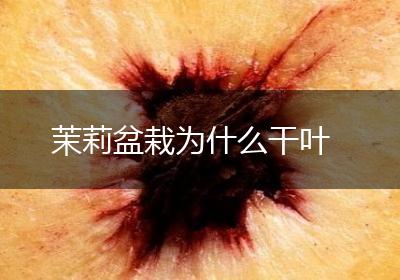 茉莉盆栽为什么干叶