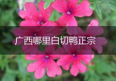 广西哪里白切鸭正宗