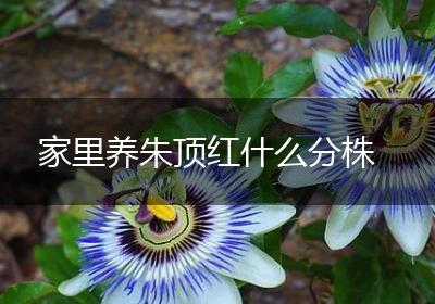 家里养朱顶红什么分株