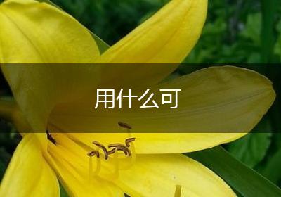 用什么可