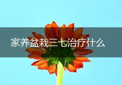 家养盆栽三七治疗什么