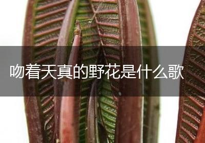 吻着天真的野花是什么歌