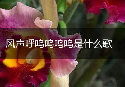 风声呼呜呜呜呜是什么歌