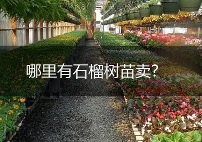 哪里有石榴树苗卖?
