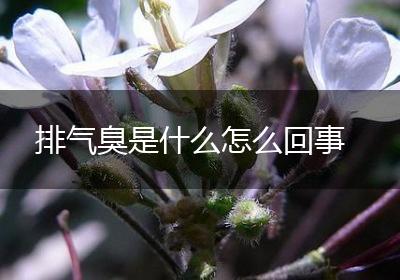 排气臭是什么怎么回事