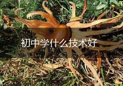初中学什么技术好