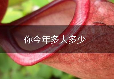 你今年多大多少