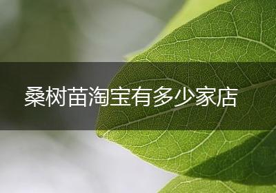 桑树苗淘宝有多少家店