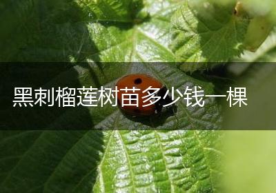 黑刺榴莲树苗多少钱一棵