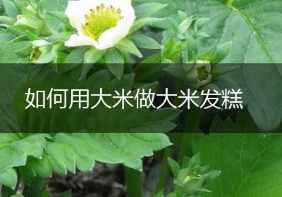 如何用大米做大米发糕