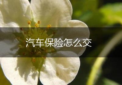 汽车保险怎么交