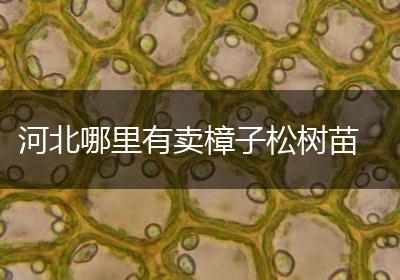 河北哪里有卖樟子松树苗