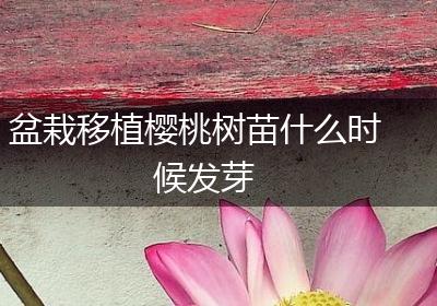 盆栽移植樱桃树苗什么时候发芽