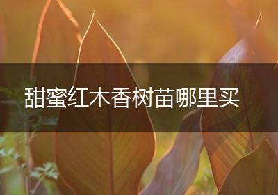 甜蜜红木香树苗哪里买