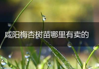 咸阳梅杏树苗哪里有卖的
