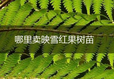 哪里卖映雪红果树苗