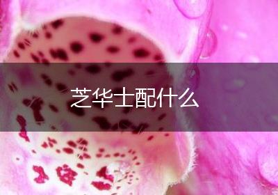芝华士配什么