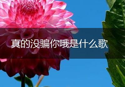 真的没骗你哦是什么歌