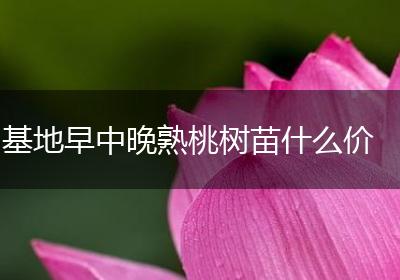 基地早中晚熟桃树苗什么价