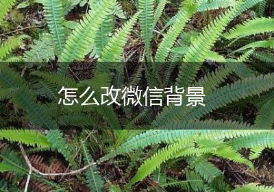 怎么改微信背景