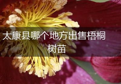 太康县哪个地方出售梧桐树苗