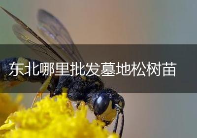 东北哪里批发墓地松树苗