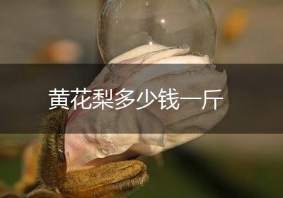 黄花梨多少钱一斤