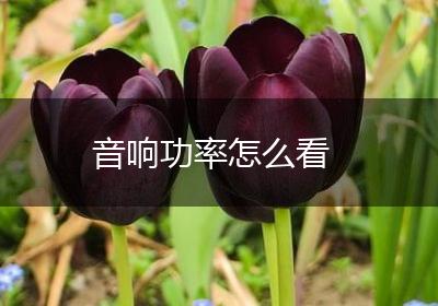 音响功率怎么看