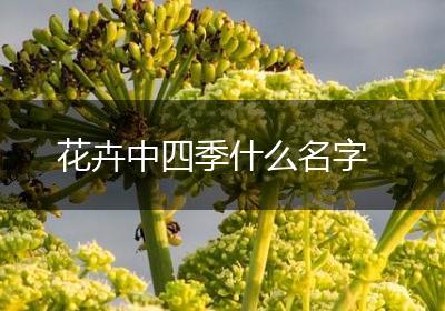 花卉中四季什么名字