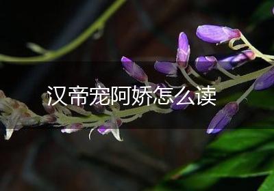 汉帝宠阿娇怎么读