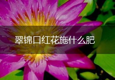 翠锦口红花施什么肥