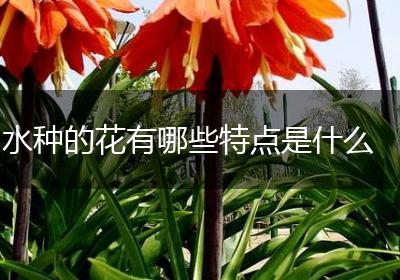 水种的花有哪些特点是什么