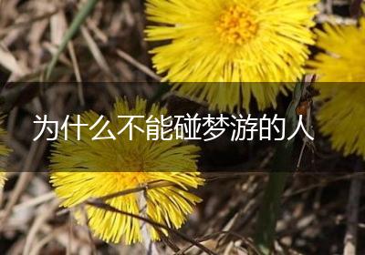为什么不能碰梦游的人