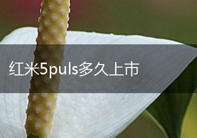 红米5puls多久上市