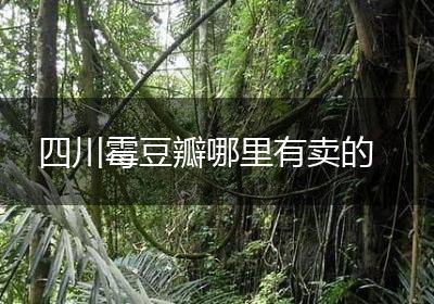四川霉豆瓣哪里有卖的