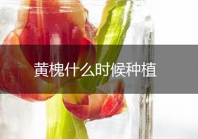 黄槐什么时候种植