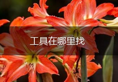 工具在哪里找