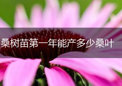 桑树苗第一年能产多少桑叶