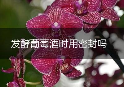 发酵葡萄酒时用密封吗