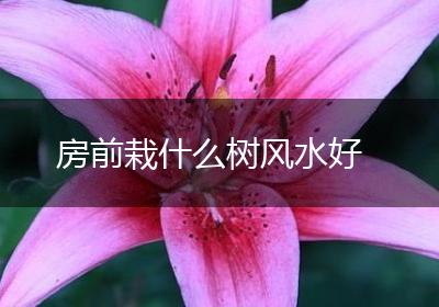 房前栽什么树风水好