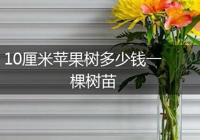 10厘米苹果树多少钱一棵树苗