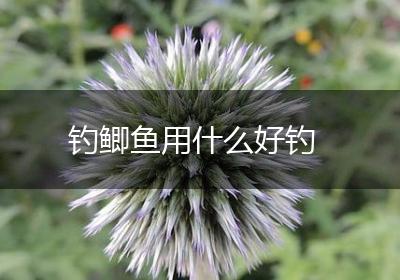 钓鲫鱼用什么好钓