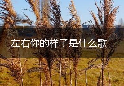 左右你的样子是什么歌