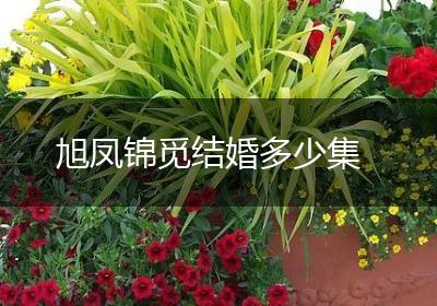 旭凤锦觅结婚多少集