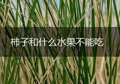 柿子和什么水果不能吃