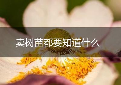 卖树苗都要知道什么
