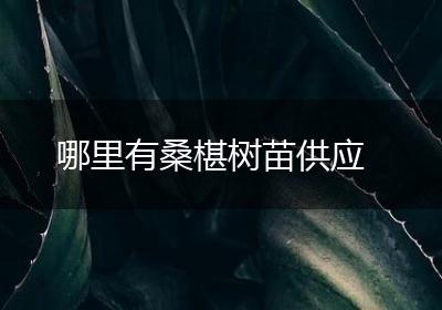 哪里有桑椹树苗供应